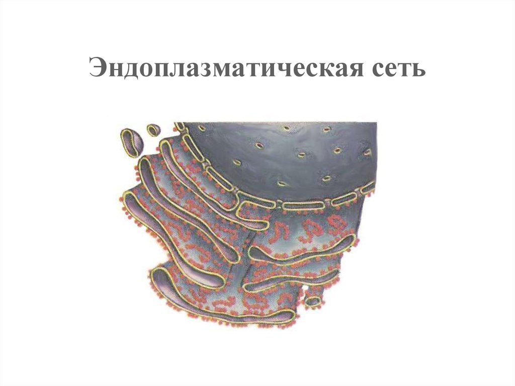 Рисунок эндоплазматической сети