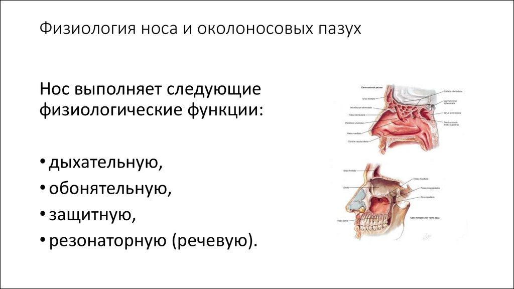 Какая функция носовой полости