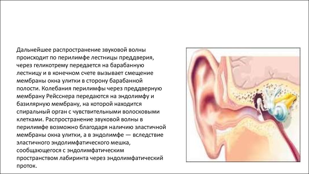 Неслышная уху волна. Полипоз носа и околоносовых пазух. Колебания перилимфы. Лестница преддверия. Эндолимфатический проток.