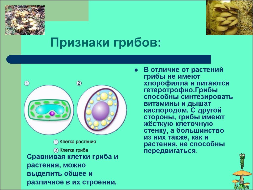 Отличие грибной клетки. Клетки 5 кл биология клетки грибов. Признаки грибов. Признаки клетки грибов. Отличие клетки грибов от растений.