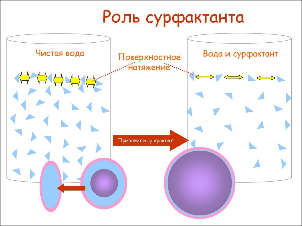 Функции сурфактанта. Сурфактант и поверхностное натяжение. Поверхностное натяжение сурфактанта. Роль сурфактанта. Поверхностное натяжение это в физиологии.