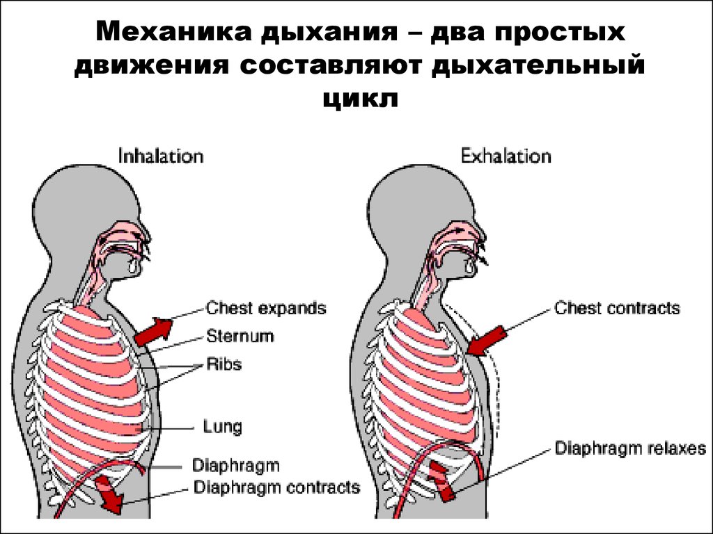 Процесс вдоха человека. Механизм внешнего дыхания дыхательный цикл. Схема процесса вдоха. Движение диафрагмы при вдохе и выдохе. Процесс дыхания человека схема.