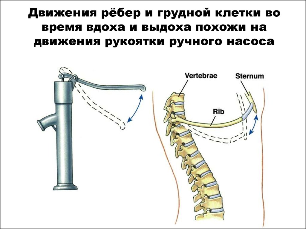 Схему положения грудной клетки при вдохе и выдохе