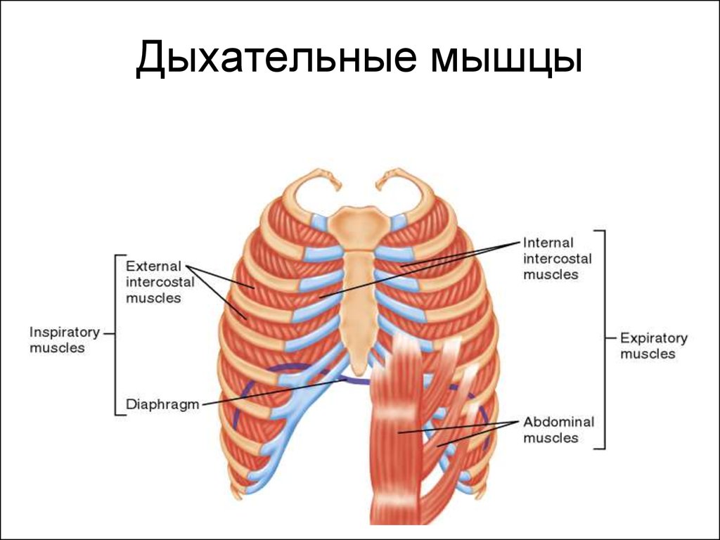Диафрагма расслабляется диафрагма сокращается внутренние межреберные. Перечислите основные мышцы обеспечивающие процесс дыхания. Схема дыхательной мускулатуры. Вспомогательные мышцы вдоха. Мышцы выдоха основные и вспомогательные.