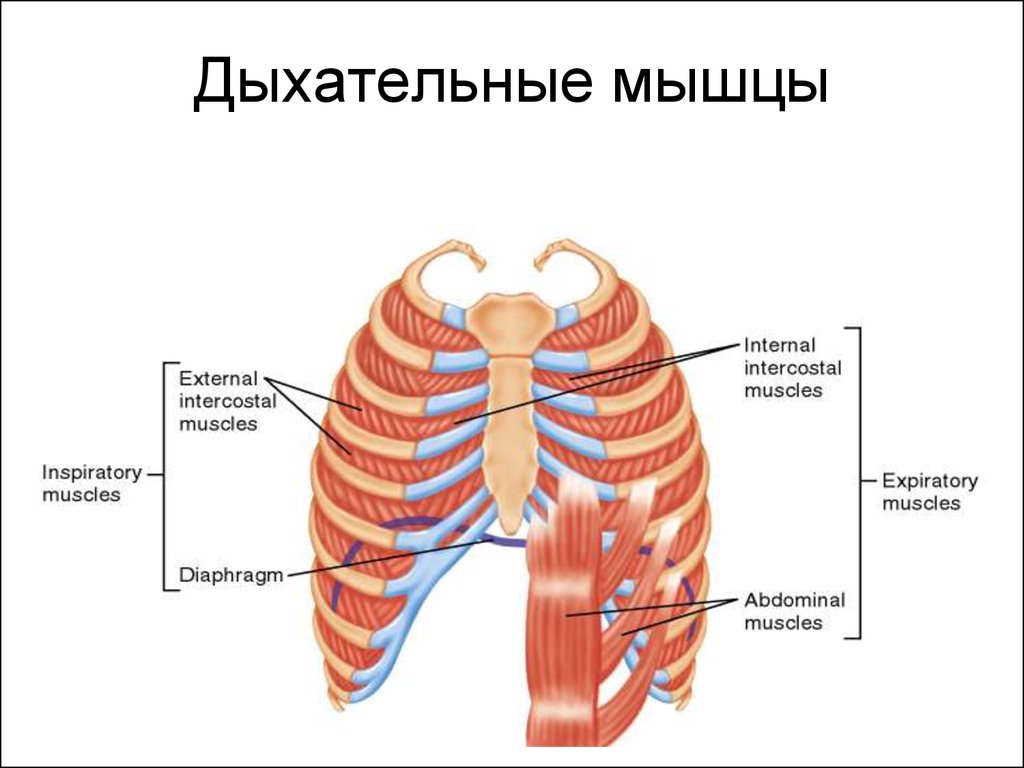 Роль грудной клетки в процессе дыхания