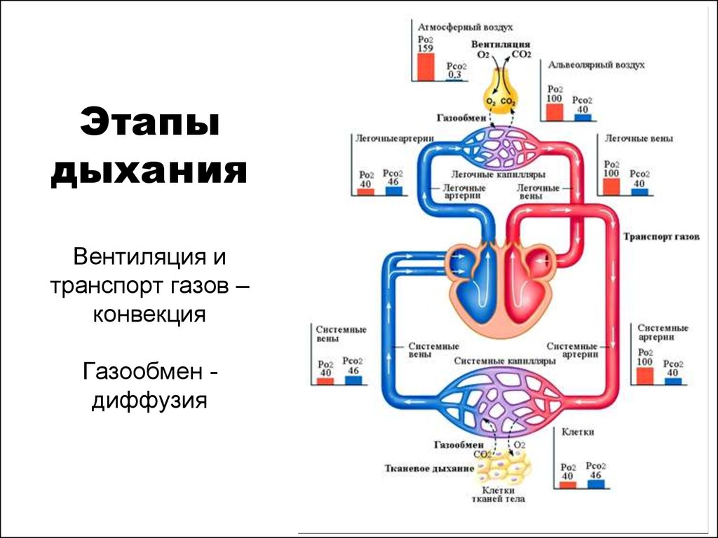 Газовая конвекция