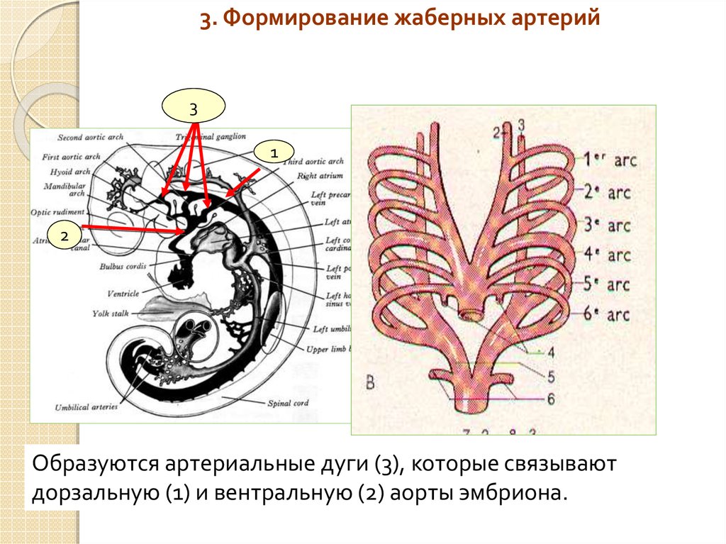 Формировании 3. Схема преобразования жаберных артерий. Развитие жаберных сосудов. Преобразования жаберных артерий в онтогенезе. Дифференцировка жаберных артерий.