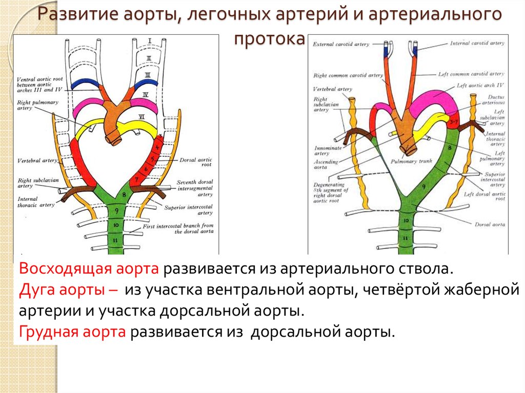 Правая аорта. Источник развития аорты. Схема развития артерий. Дуги аорты развитие. Эмбриогенез аорты.