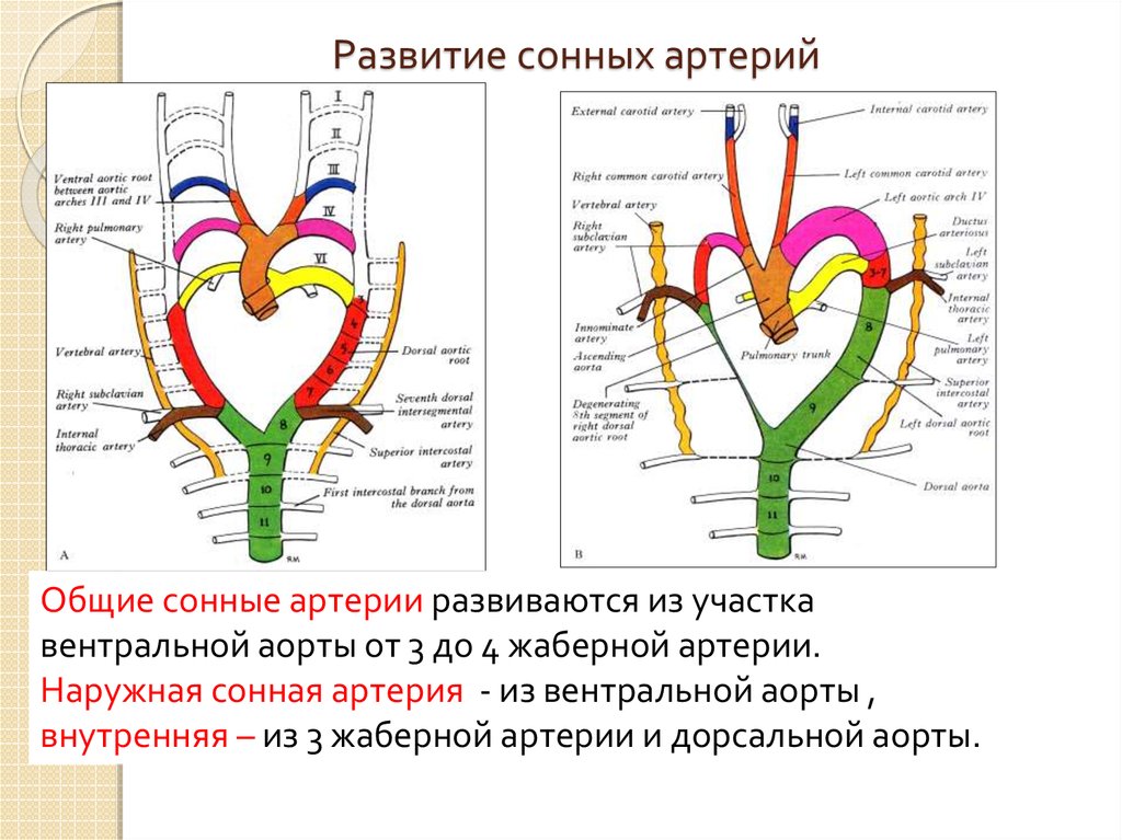 Общая сонная артерия. Развитие наружной сонной артерии. Развитие внутренней сонной артерии. Общая Сонная аорта. Сонные артерии тетрапод развиваются из.