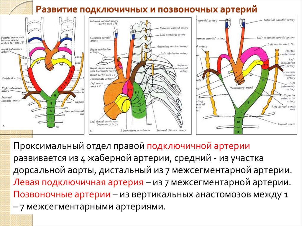 Подключичная артерия схема