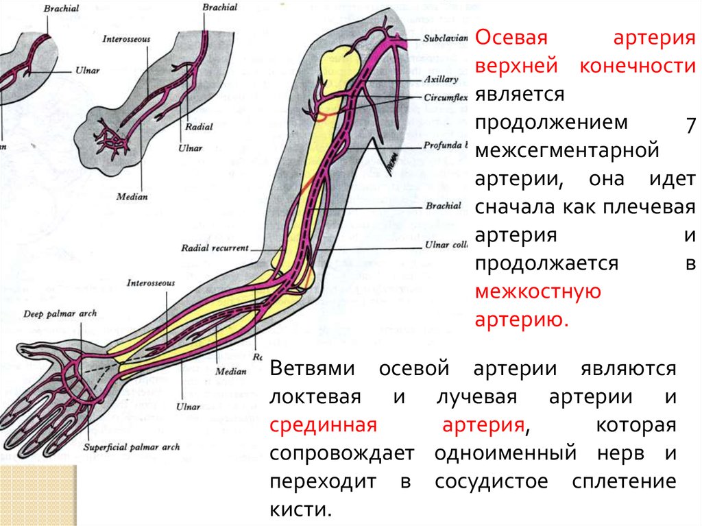 Артерии верхней конечности пирогов