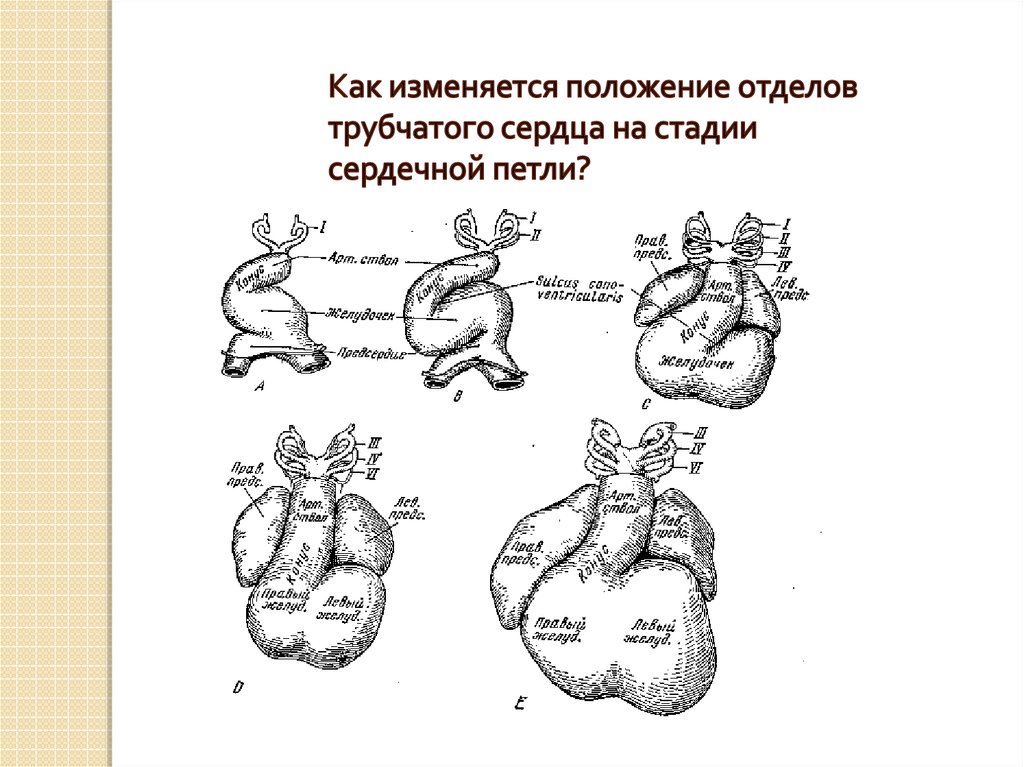 Развитие сердца презентация