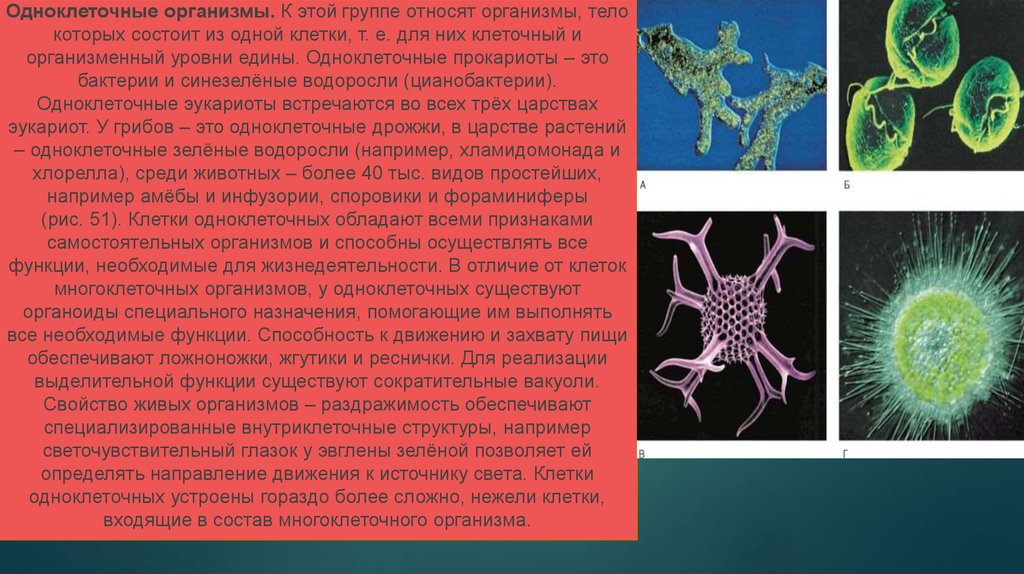 Почему бактерии вирусы одноклеточные водоросли. Клетки многоклеточного организма 5 класс. Одноклеточные организмы. Одноклеточные микроорганизмы. Одноклеточные организмы животные.