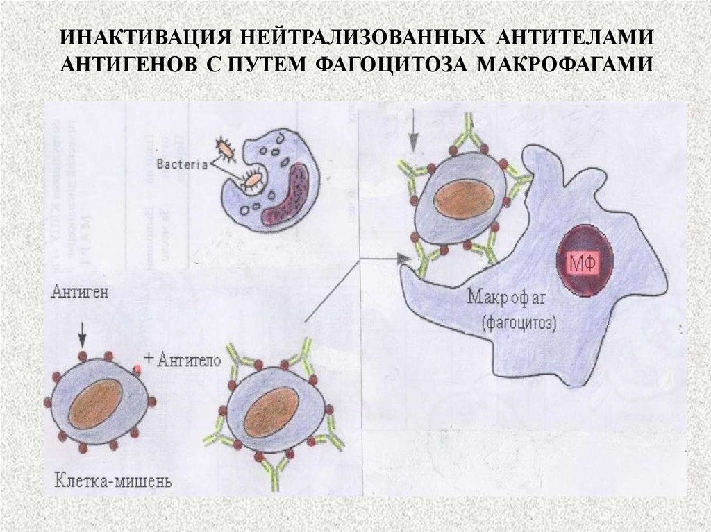 Антигены макрофагов. Антиген антитело. О антиген инактивация. Макрофаг с антигеном. Фагоцитоз антигена.