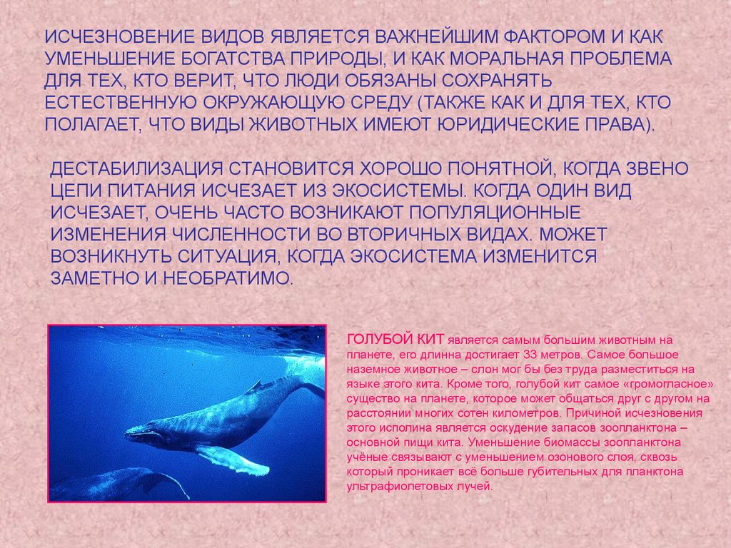 Сообщение удивительные обитатели мирового океана. Синий кит доклад. Синий кит красная книга. Презентация на тему киты. Исчезновение китов причины.