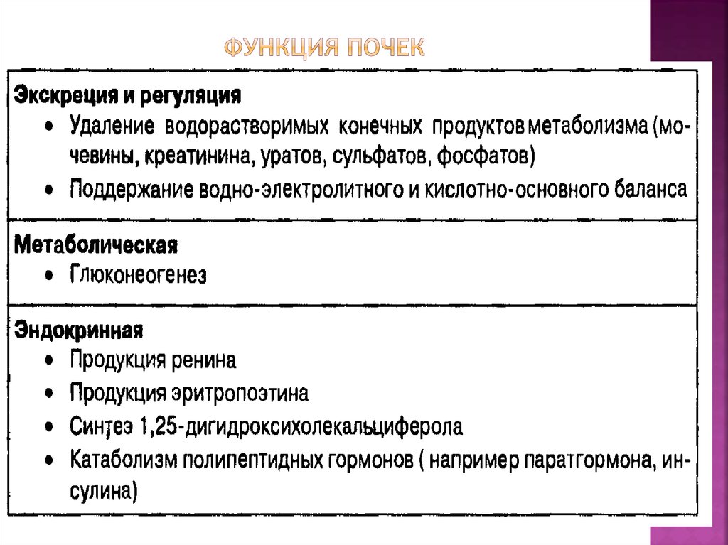 Функция почек