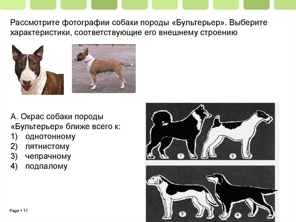 Рассмотрите фотографию кошки. Генетика окрасов бультерьера. Генетика окрасов бультерьера таблица. Генетика наследования окрасов бультерьера. Бультерьер параметры породы.