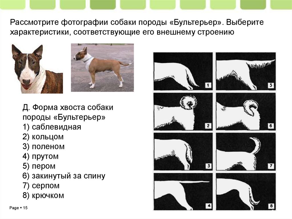 Тест на знание собак. Форма хвоста у собак. Виды форм хвоста собаки. Формы хвостов у собак с примерами. Типы хвостов у собак.