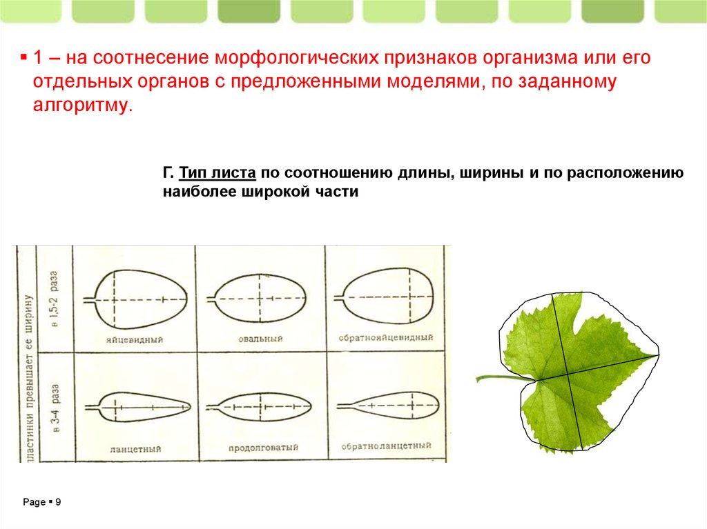 Тип листа по соотношению длины ширины. Тип листа. Сидячий Тип листа. Овальная форма листа. Яйцевидный Тип листа.