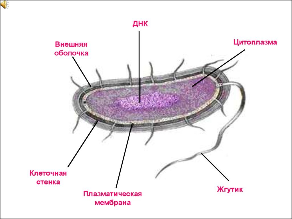 Оболочка днк клетки. Цитоплазматическая мембрана и клеточная стенка. Клеточня стенка цитоплазма Мем. Цитоплазма клеточная стенка. Плазматическая мембрана цитоплазма.