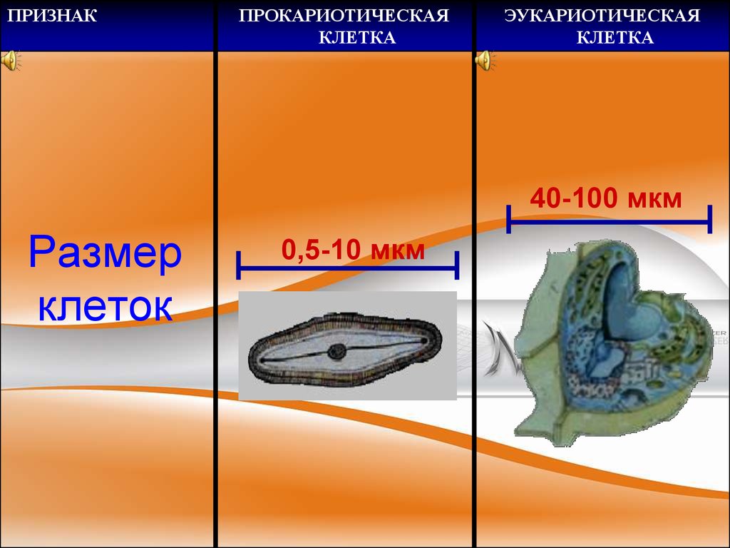 Масштаб клетки. Размеры клеток. Размер клетки организма. Сравнительные Размеры клеток. Диаметр эукариотической клетки – 10-100 мкм.