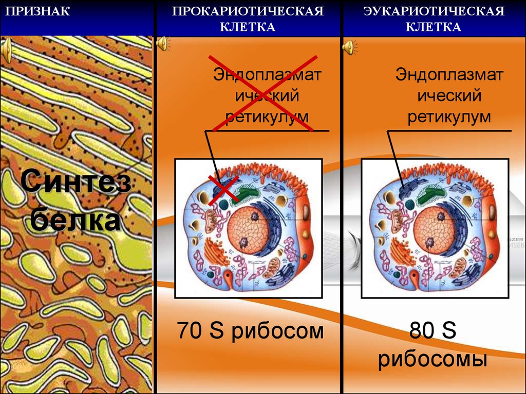 Деление эукариотической клетки. Эндоплазматический ретикулум Прокариотическая клетка. Синтез белка в эукариотической клетке. Многоядерные клетки. Метаболизм эукариотической клетки.