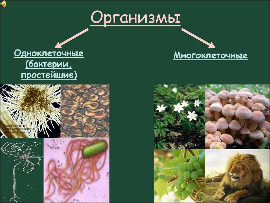 Многоклеточные организмы примеры. Многоклеточные бактерии. Многоклеточные микроорганизмы. Одноклеточные и многоклеточные организмы. Многоклеточные белотерии.