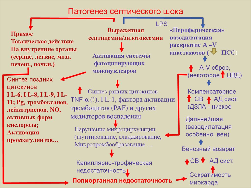 Патогенез септического шока схема