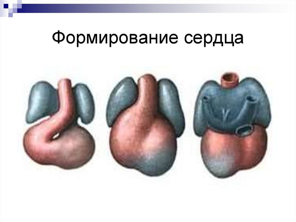 Формирование сердца. Стадии формирования сердца. Развитие сердца человека.