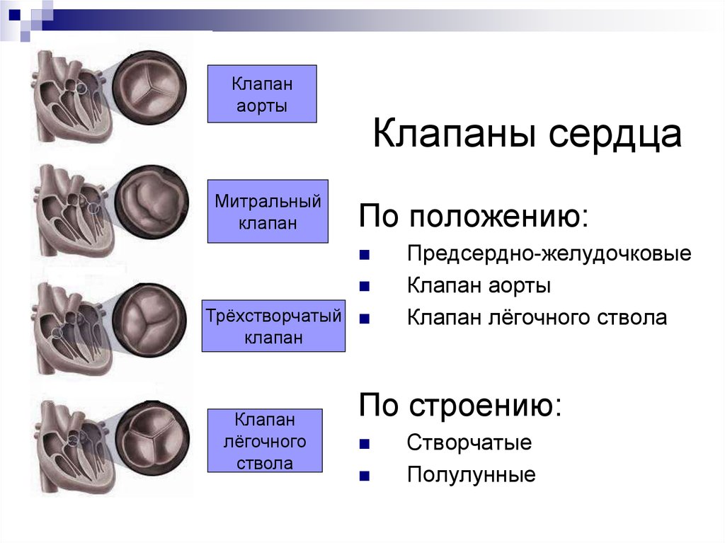 Виды клапанов сердца