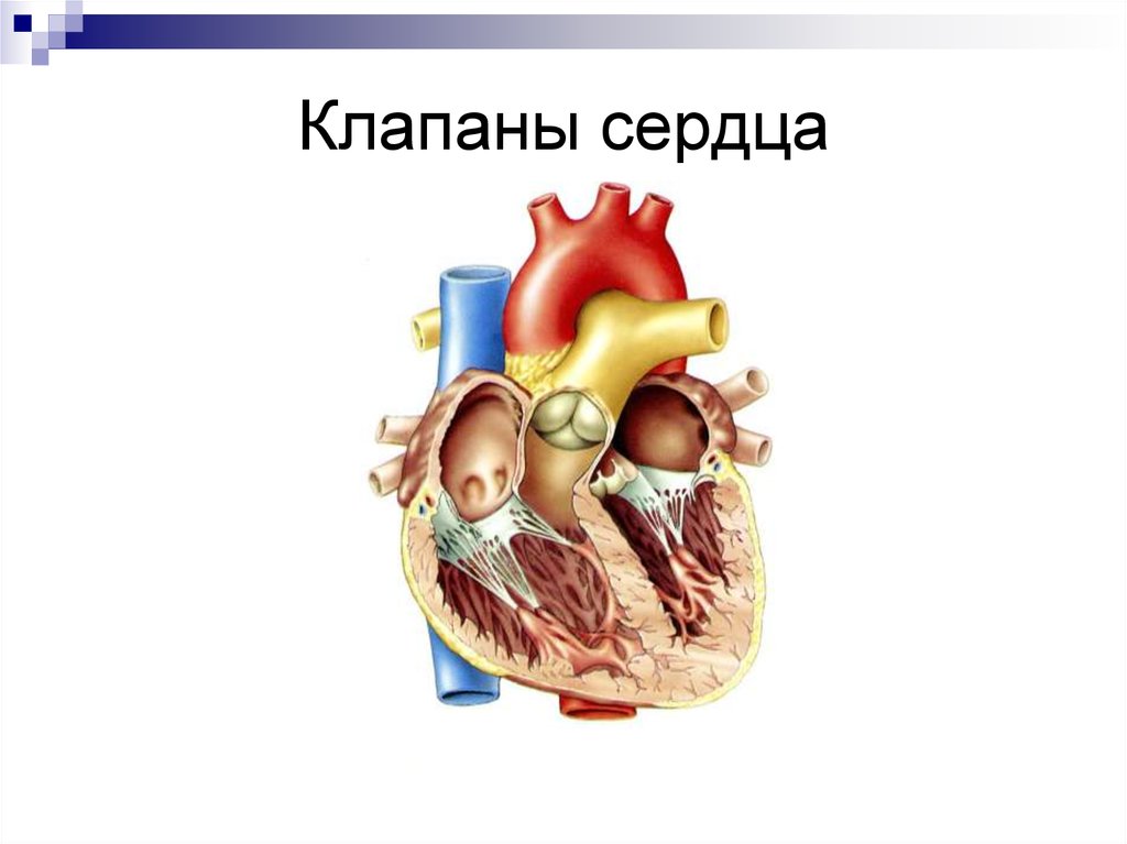 Места проекции клапанов сердца