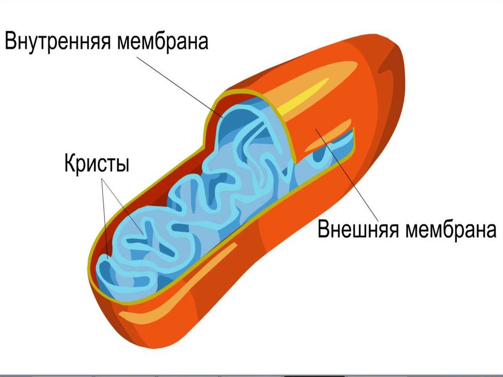 Происходит в мембранах крист