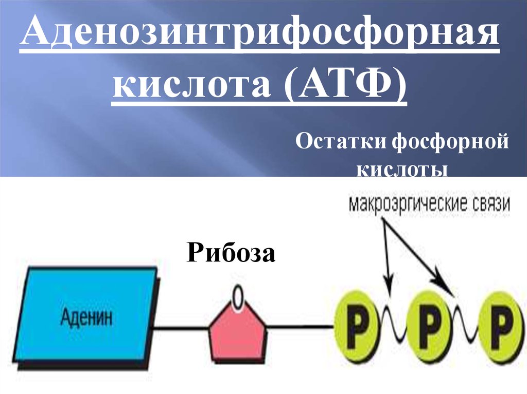 Аденозинтрифосфорная кислота. Аденозин трифосфорная кислота. Остатки фосфорной кислоты в АТФ. Рибоза в АТФ.