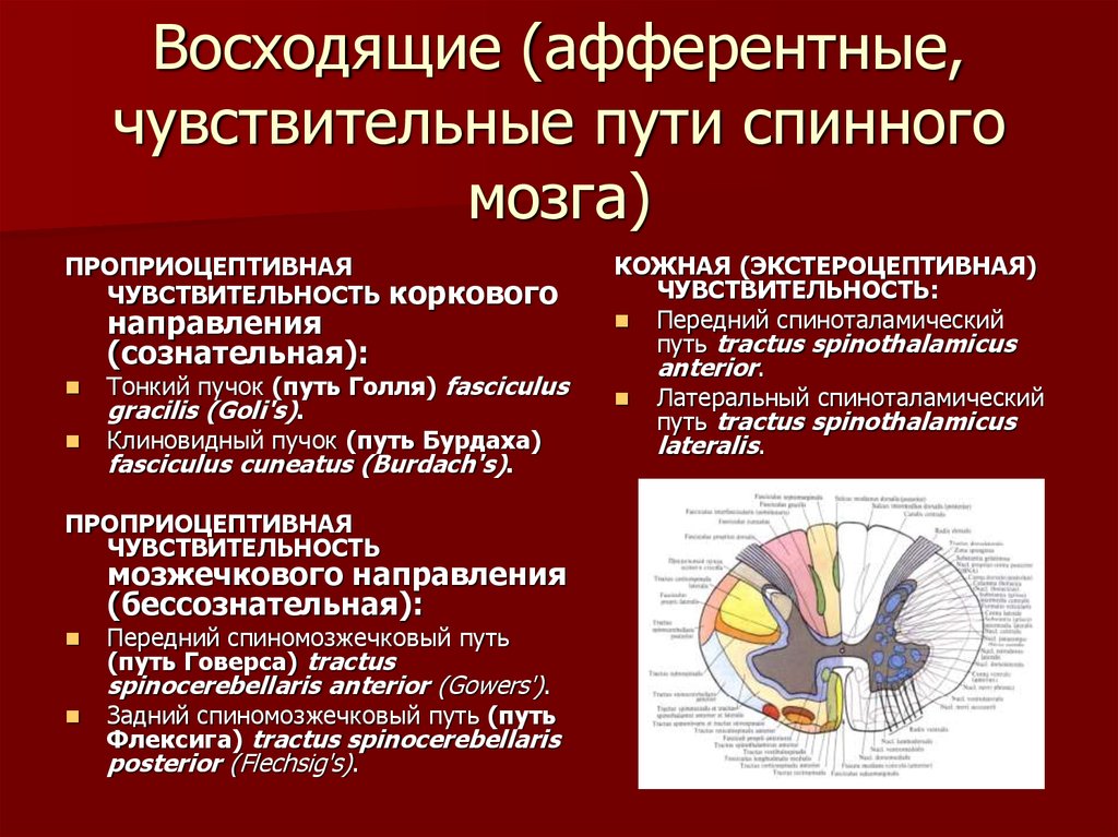 Проводящие пути спинного мозга схема