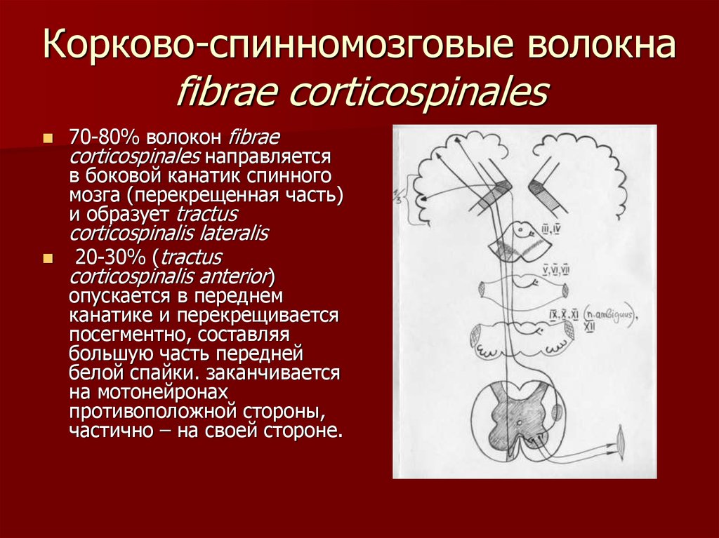 Корково спинномозговой путь схема