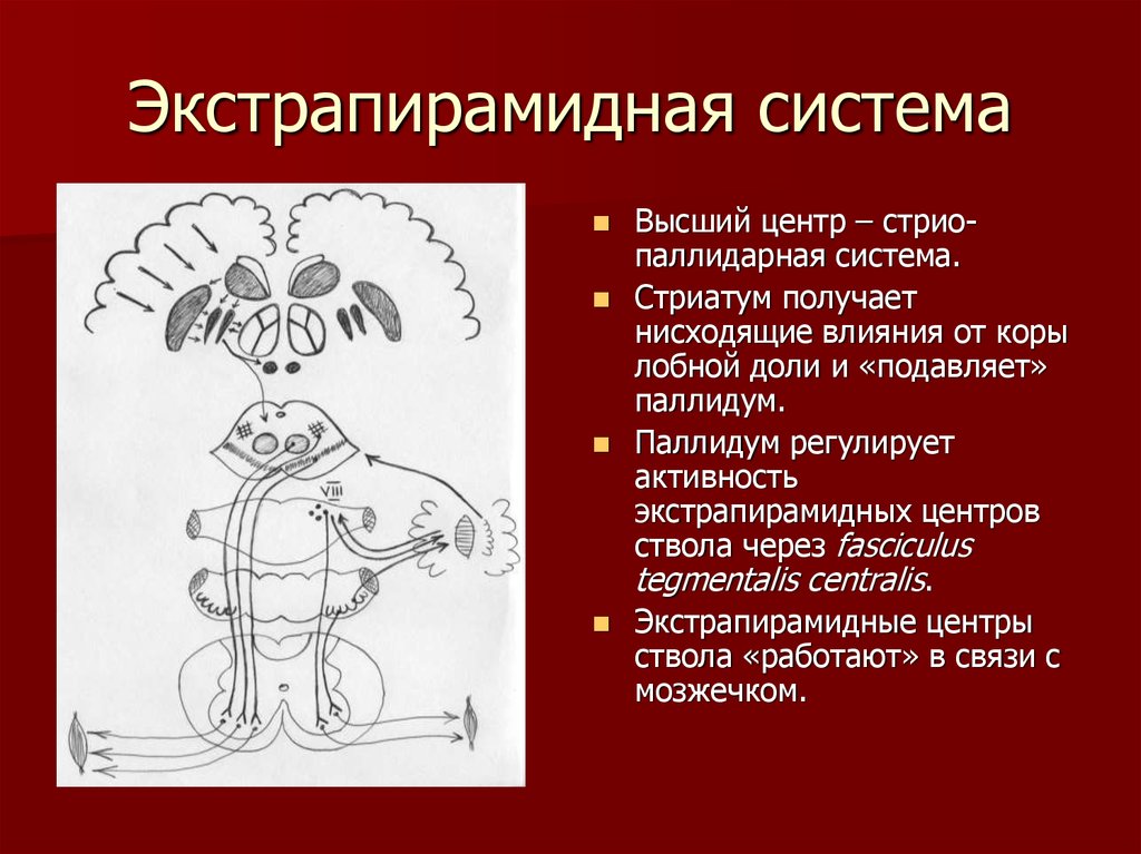 Экстрапирамидная система картинки