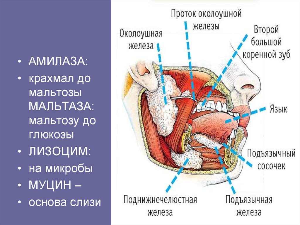 Органы расположенные в ротовой полости. Ротовая полость строение анатомия и физиология человека. Проток околоушной железы. Анатомия и физиология ротовой и глоточной полости. Околоушная железа анатомия.