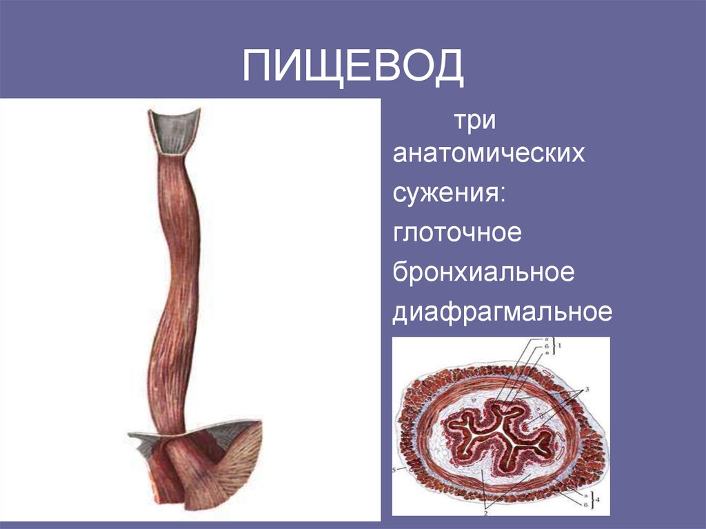 Пищевод это орган. Пищевод анатомия Синельников. Сужения пищевода (oesophagus). Анатомические сужения пищевода анатомия. Пищевод анатомия человека сужения.