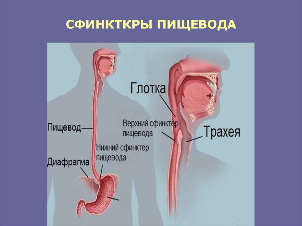 Пищевод относится к. Пищевод анатомия строение глотка гортань. Верхний сфинктер пищевода. Сфинктер пищевода человека строение. Гортань пищевод желудок.