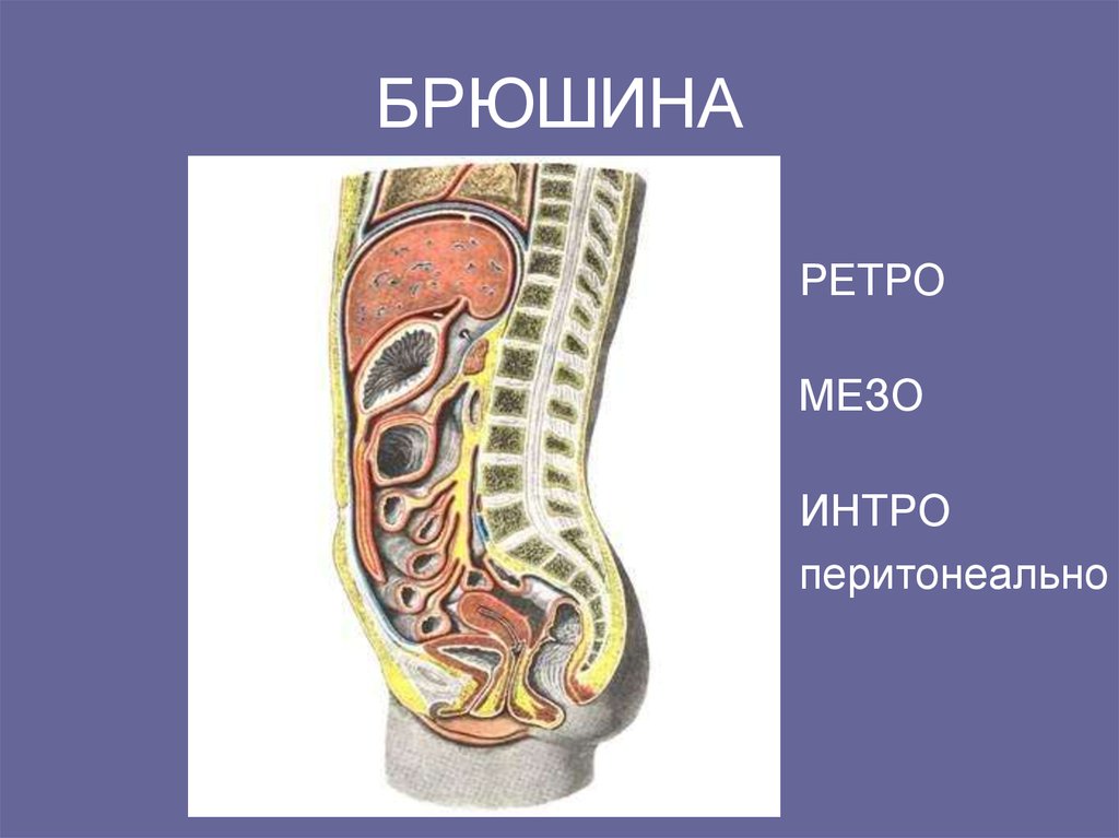 Ход брюшины рисунок