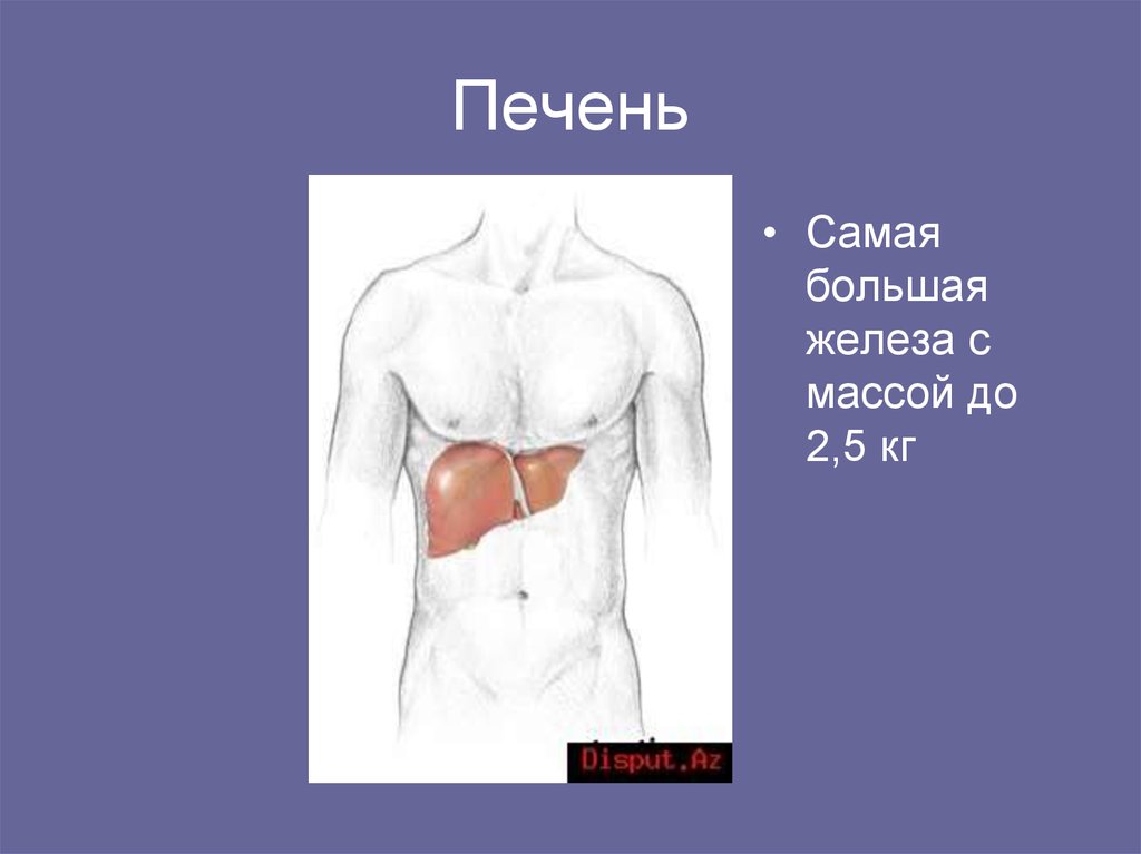 Крупные железы. Печень самая большая железа.