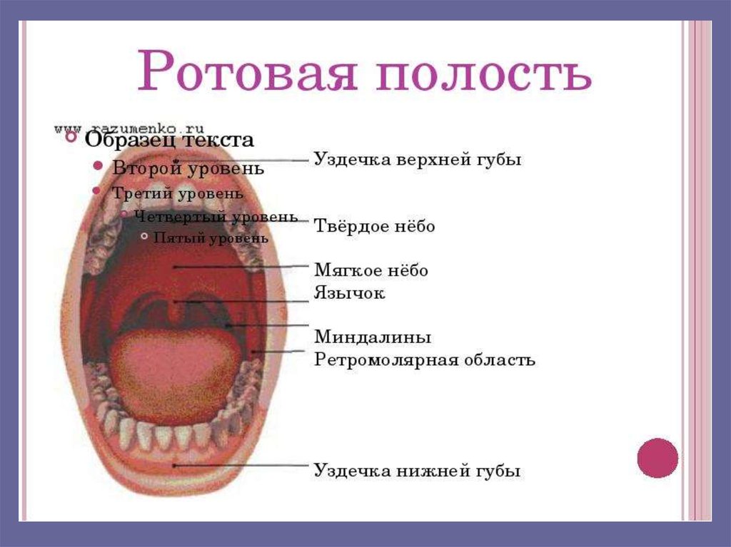 Описание полости рта
