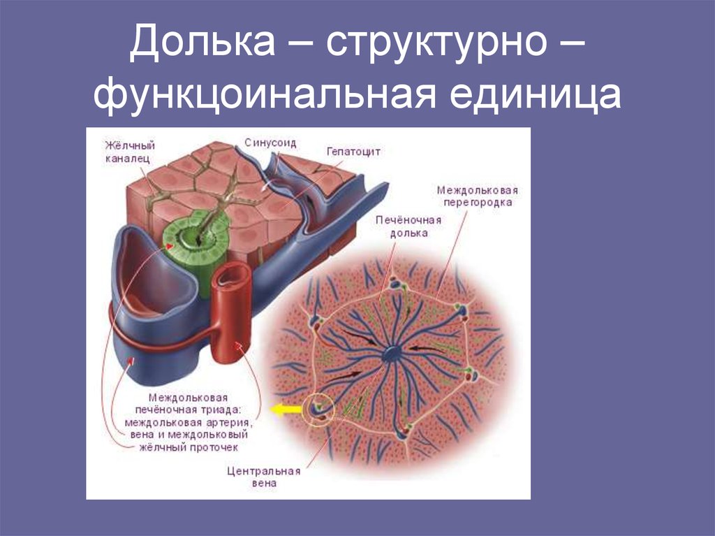 Функциональной единицей печени является. Строение долек печени (гепатоциты),. Структурно-функциональная единица печени печеночная долька. Структурная единица печени гепатоцит. Строение структурно функциональной единицы печени.