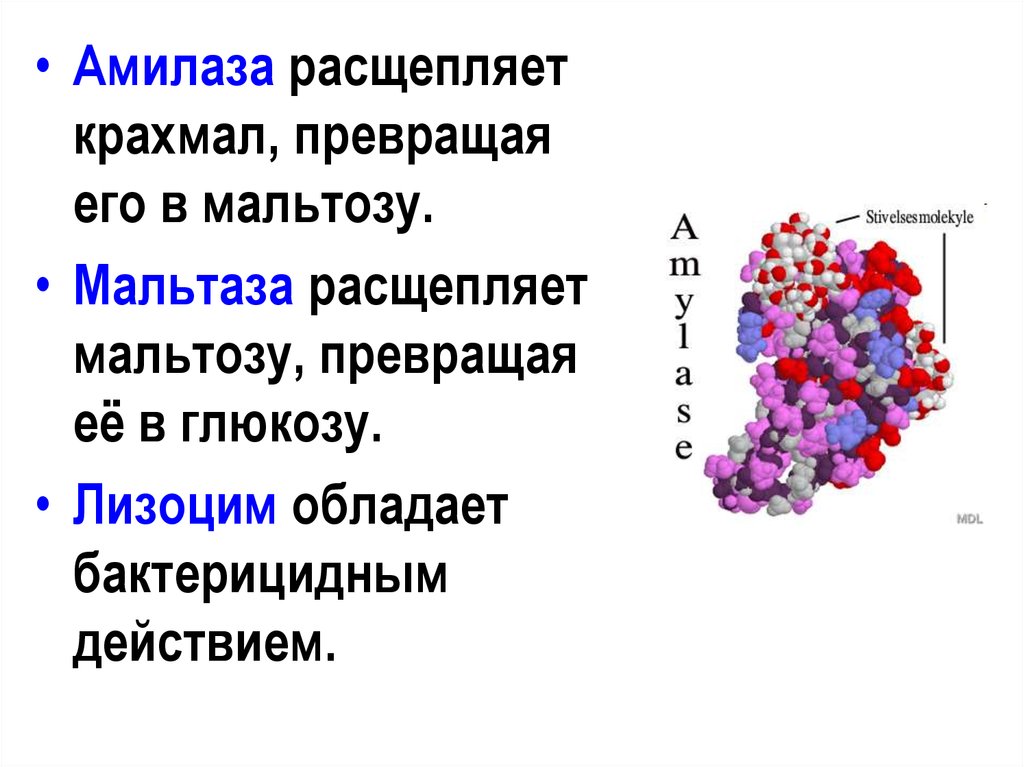 Ферменты участвуют в расщеплении белков. Амилаза функция расщепления. Альфа амилаза строение. Химическая структура амилазы слюны. Фермент амилаза формула.
