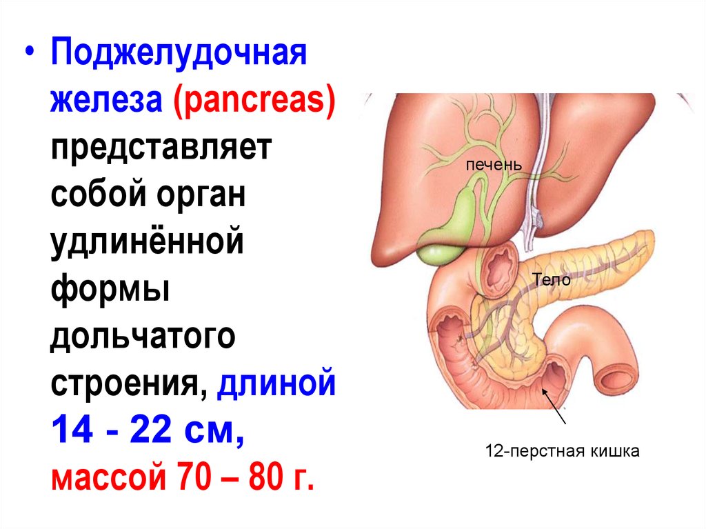Как влияет поджелудочная железа на печень. 12-Перстная кишка печень поджелудочная железа строение. 12 Перстная кишка печень поджелудочная железа. Структура органов человека поджелудочная железа. Местоположение поджелудочной железы в организме человека.