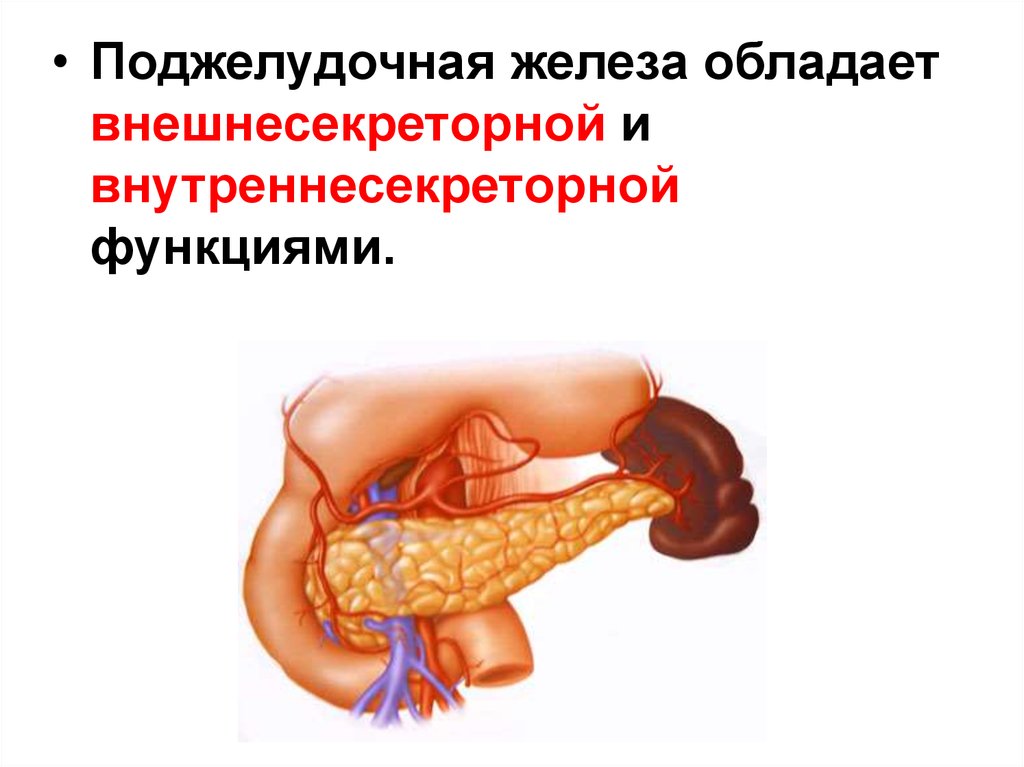Поджелудочная железа относится к пищеварительной. Поджелудочная железа анатомия функции. Анатомическое строение поджелудочной железы. Структура строение поджелудочной железы. Строение поджелудочной железы кратко.