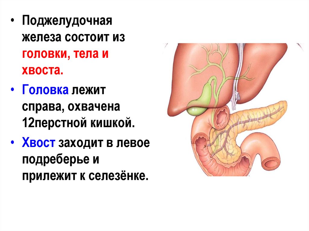 Где находится поджелудочной железы