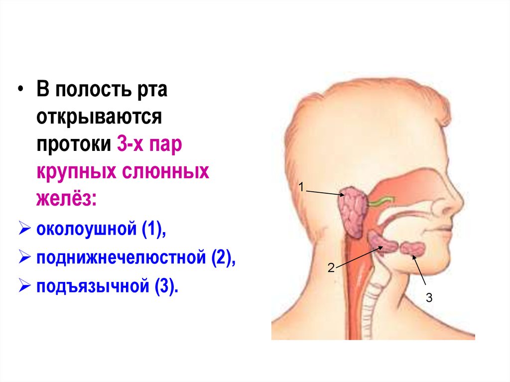 Слюнные железы секреция внутренняя и внешняя