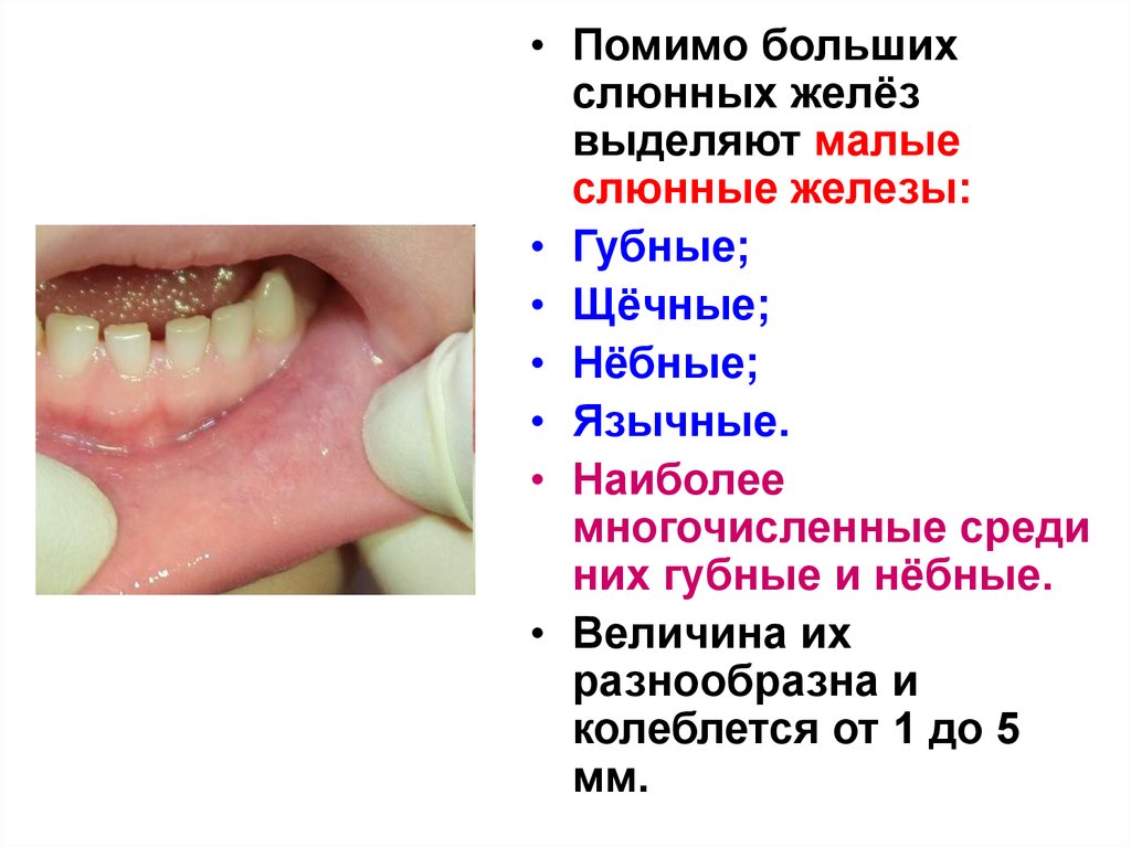 Слюнные железы небные фото