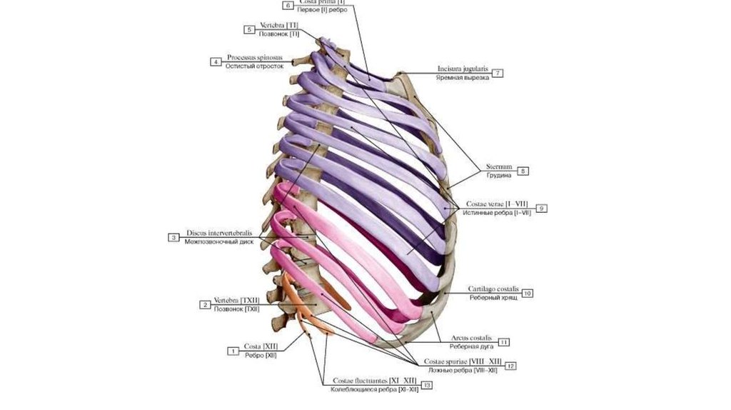Сколько ребер на 1 стороне. Анатомия ребер грудной клетки. Ребра истинные ложные колеблющиеся. Рёбра человека строение. Ребра человека анатомия сбоку.